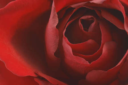 Close-up of a red roseの写真素材
