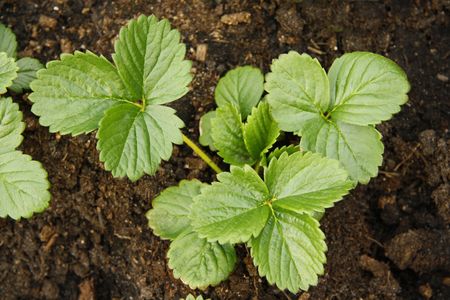 young strawberry plants in soilの写真素材