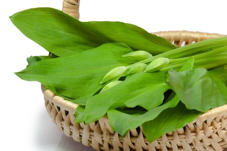 Fresh ramsons in a basket over white background