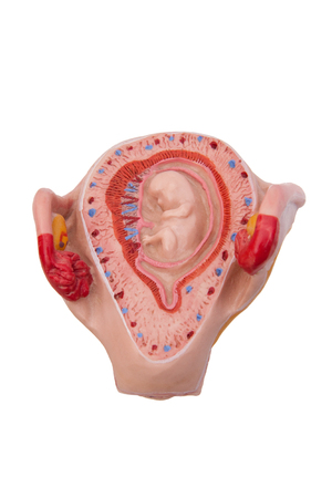 Medical model of a fetus in womb - isolatedの写真素材