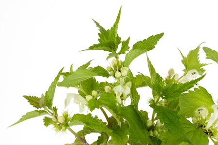 Closeup of stinging nettles over white backgroundの写真素材