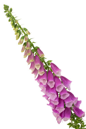 Closeup of common foxglove over white backgroundの写真素材