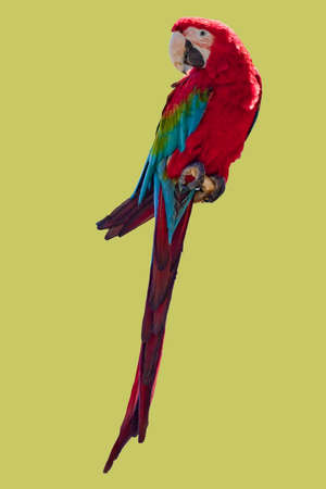 Scarlet macaw on a branch - isolated