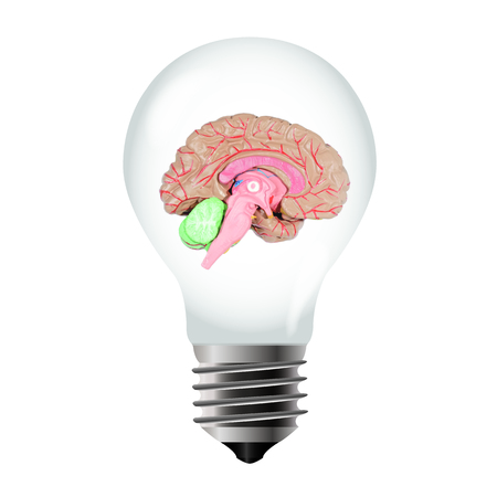 Illustration of a light bulb with a human brainの写真素材