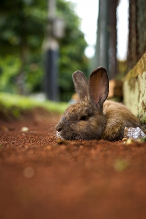 Brown rabbit on relaxの写真素材