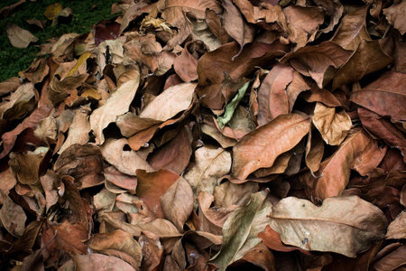 dry leaf litter collected ready to be dumped into landfillsの写真素材