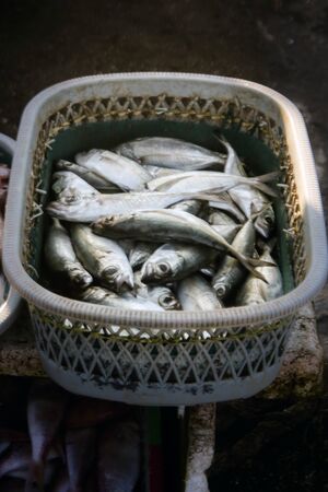 fresh fish catch of fishermenの写真素材