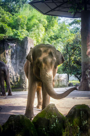 an elephant in a zooの写真素材