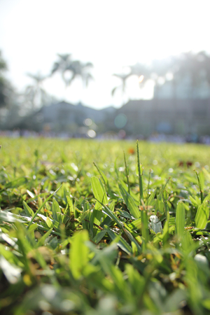grass on the green field is taken in portraitの写真素材