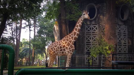 Giraffes at a zoo in Asia are enjoying lunch