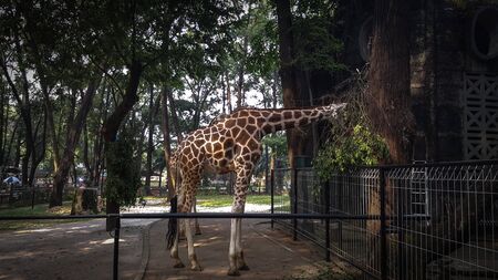 Giraffes at a zoo in Asia are enjoying lunch