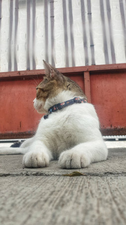 A regal white and brown cat sits gracefully on the ground, exuding feline elegance and poise