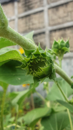 A captivating close-up of a delicate flower bud on a vibrant plant, showcasing the promise of...