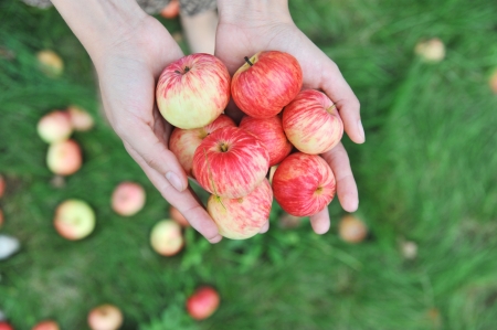 Hands holding red applesの写真素材
