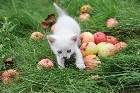 white kitten in the grass with applesの写真素材