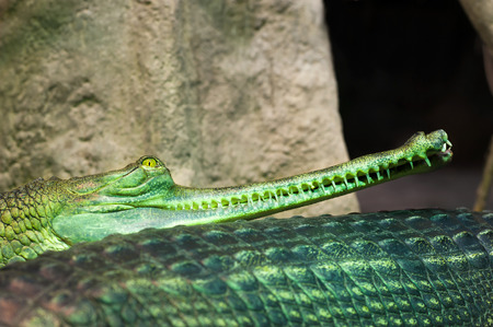 Indian Gavial - crocodile in Prague zoo. Gavialis Gangeticus. Gharial.の写真素材
