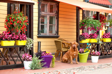 Red big Dogue bordeaux sitting on flower retail place background. Multicolored outdoors horizontal image.の写真素材