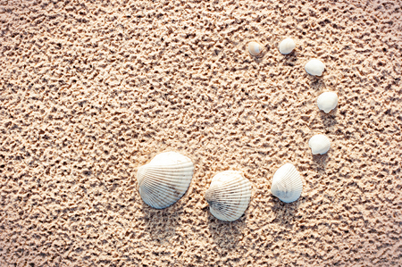 Curve of clam mollusc shells set on beach sand. Van Hyning's Cockle. Outdoors summertime close-up...
