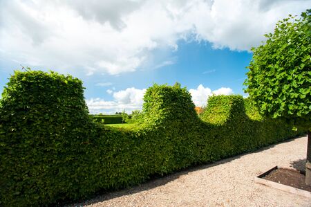 Ancient green haw bushes hedge around ornamental garden in Latvian Rundale park. Vibrant summertime outdoors horizontal image image on blue cloudy sky backgroundの写真素材