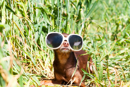 Spy waiting in ambush. Small dog-brown toy-terrier in white fashionable glasses lying in green wheat field in ambush. Outdoors colored summertime horizontal image.の写真素材
