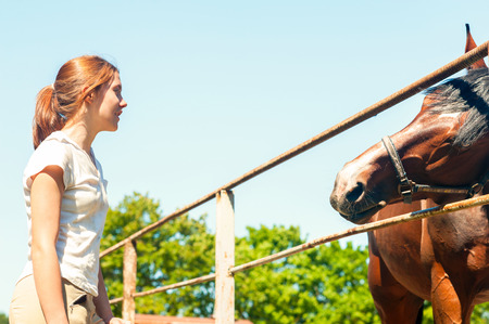 Chestnut horse reaching for young teenage girl owner. Multicolored summertime horizontal image.の写真素材