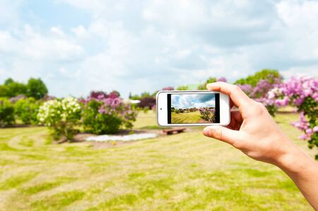 Men hand making snapshots of lilac syringa garden with modern mobile smart-phone. Multicolored...