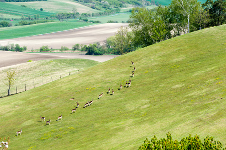 Background/pattern with deers in textured fields in moravia at springtime. Czech. Suitable for abstract background or pattern. Bright vibrant multicolored outdoors horizontal image.の写真素材