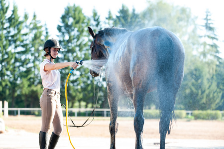 Young teenage girl equestrian washing her chestnut horse in shower. Vibrant multicolored summertime outdoors horizontal image.の写真素材
