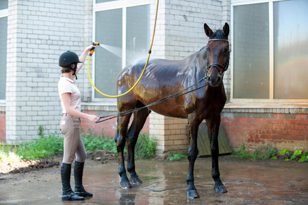 Young cheerful teenage girl equestrian washing her chestnut horse in shower. Vibrant multicolored summertime outdoors horizontal image.の写真素材