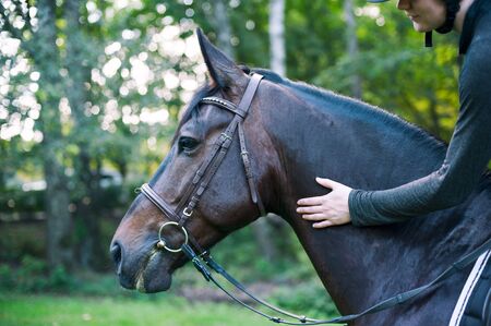 Equestrian lady's hand/palm tenderly stroking favorite dark horse neck. Vibrant colored outdoors...