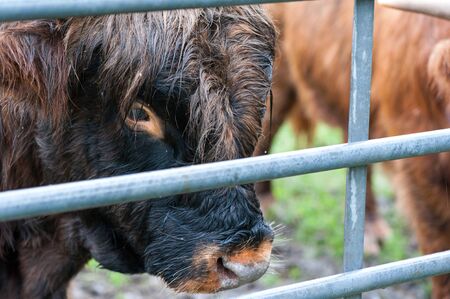 Closeup portrait of beautiful highland Scottish hairy brown cow.