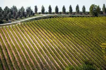 Impressive Tuscany view with farm vineyard fields and house. Colorful fall season at Italian...