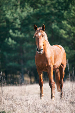 Portrait of red horse grazing on a green grassland looking in to camera. Summertime colored outdoors vertical image with filterの写真素材