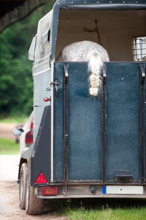 One gray horse with plaited ponytail standing in trailer waiting for competition. Summertime...