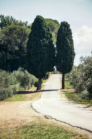 Tuscany with italian evergreen cypress road, idyllic seasonal nature landscape. Outdoors vertical colored  image with filterの写真素材