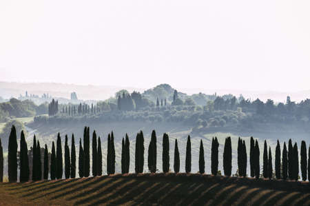 Spectacular foggy Tuscany lane of italian evergreen cypress. Outdoors horizontal fall season colored image with filterの写真素材