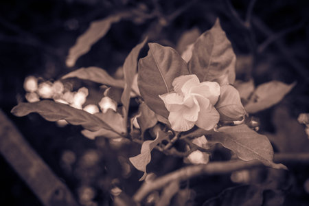 Vintage white flower in gardenの写真素材