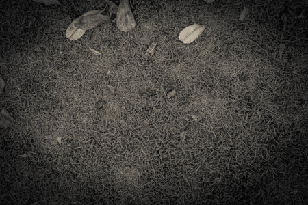Vintage dry leaf on green grassの写真素材