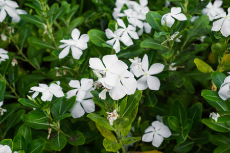 White periwinkle in gardenの写真素材