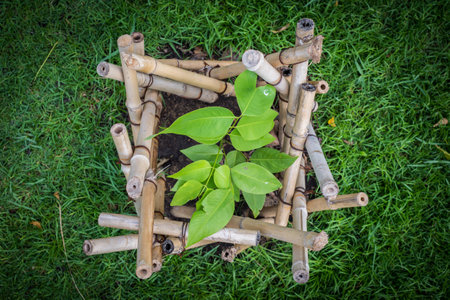 green plant with bamboo on grassの写真素材