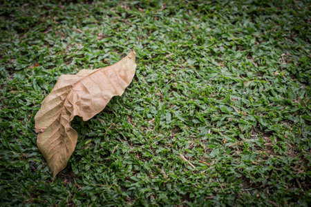 dry leaf on green grassの写真素材