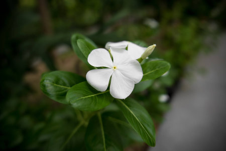 Soft Focus White periwinkle  flower in gardenの写真素材