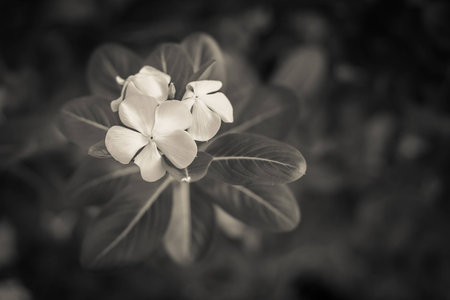 Vintage White periwinkle in gardenの写真素材