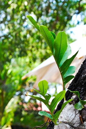 Green Leafの写真素材