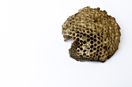 Wasps  Nestの写真素材
