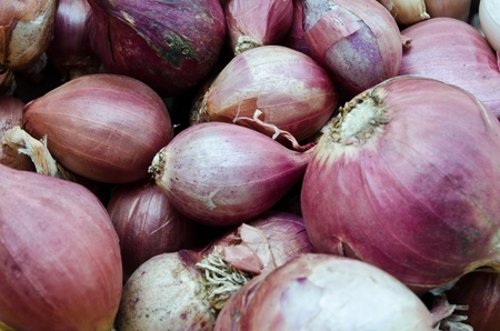 Shallotsの写真素材