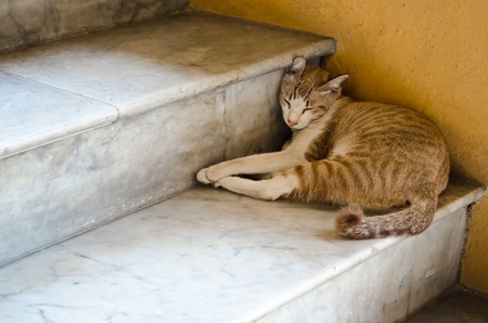 A light brown cat sleeping on a stairの写真素材