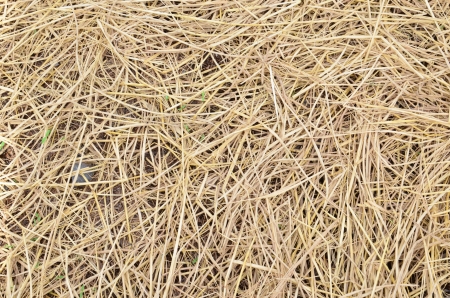 Pale-yellow straw in a farm as a backgroundの写真素材