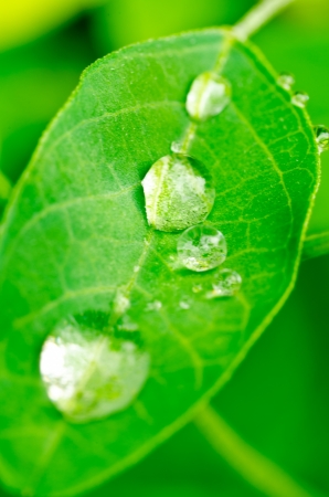 Close-up of a leaf after rainingの写真素材
