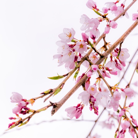 a branch of pink blooming cherry blossoms  sakura 